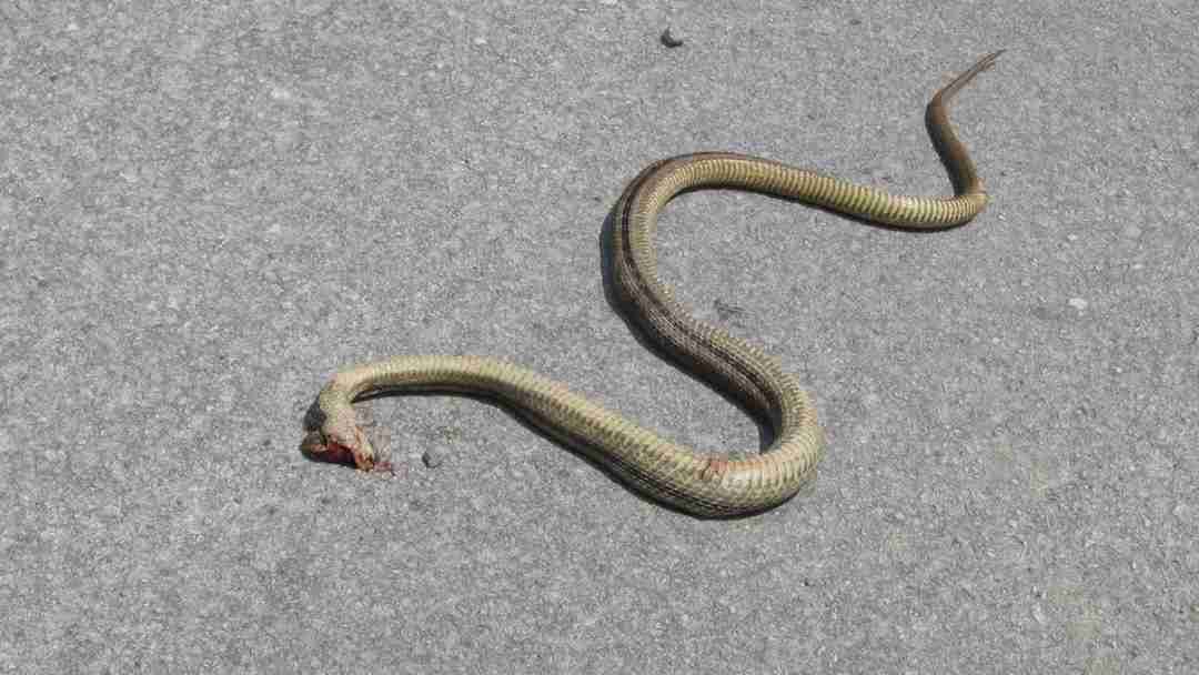 Điềm báo ẩn sau lần gặp mặt với rắn trên đường đi là gì?