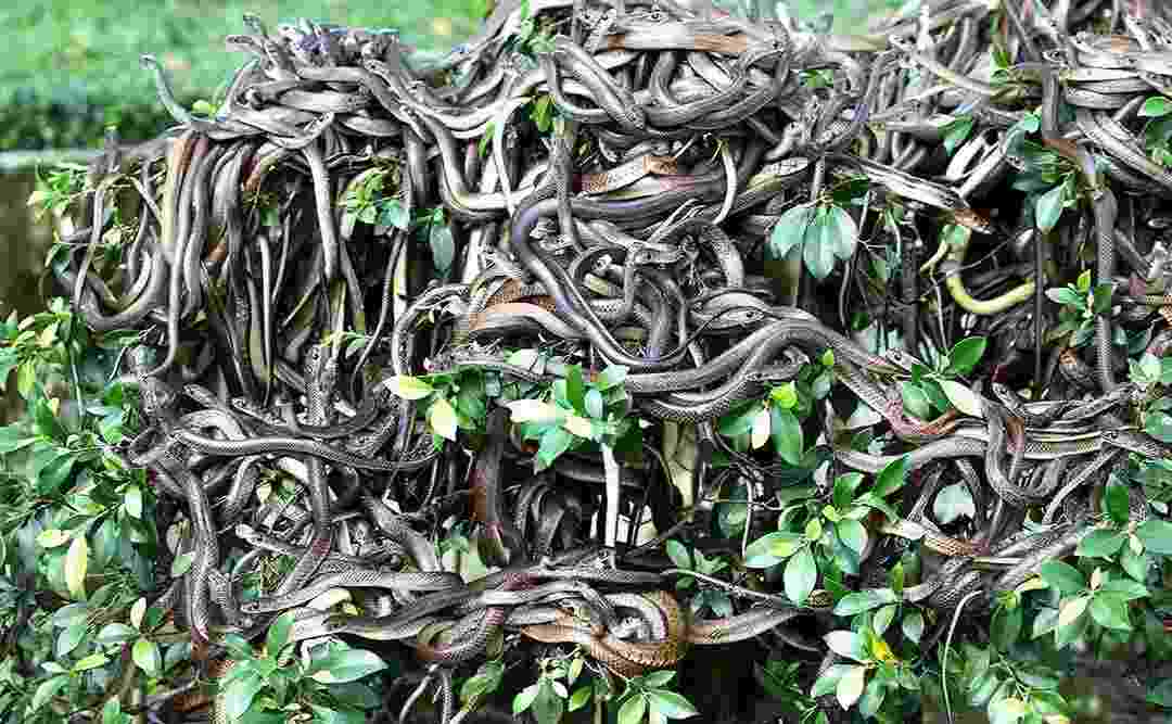 Hãy căn cứ vào từng giấc mộng thấy nhiều rắn để tìm ra số đề đẹp