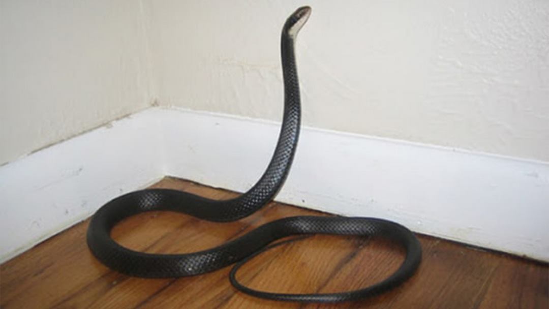 Chiêm bao thấy rắn đen bò vào nhà người yêu đánh liền 34 - 97